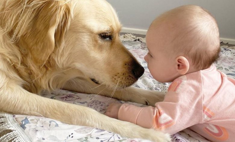 Um grande cão cuida de um bebê desde o nascimento: 15 fotos adoráveis que emocionam Um grande cão cuida de um bebê desde o nascimento: 15 fotos adoráveis que emocionam