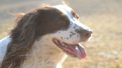 Cão desaparece na montanha e retorna milagrosamente