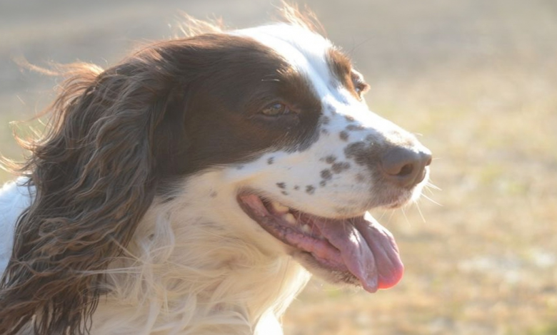 Cão desaparece na montanha e retorna milagrosamente Cão desaparece na montanha e retorna milagrosamente