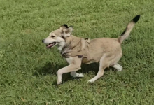 Mulher Nota um Cachorro Perseguindo seu Táxi — Então Decide Mudar Sua Vida