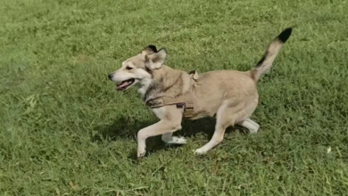Mulher Nota um Cachorro Perseguindo seu Táxi — Então Decide Mudar Sua Vida