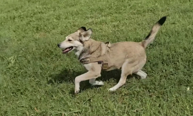 Mulher Nota um Cachorro Perseguindo seu Táxi — Então Decide Mudar Sua Vida Mulher Nota um Cachorro Perseguindo seu Táxi — Então Decide Mudar Sua Vida