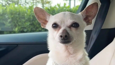 Chihuahua TobyKeith estabelece recorde mundial no Guinness como o cão vivo mais velho