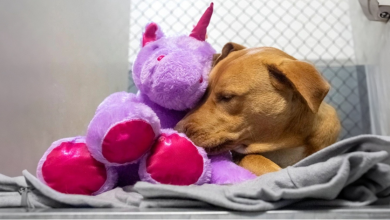 Cachorro de Rua é “Preso” por Tentar Roubar um Brinquedo Várias Vezes, Mas Esta História Tem um Final Feliz