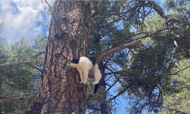 Tentativa de Gato de Escalar Árvore Termina Desajeitadamente Mal Tentativa de Gato de Escalar Árvore Termina Desajeitadamente Mal