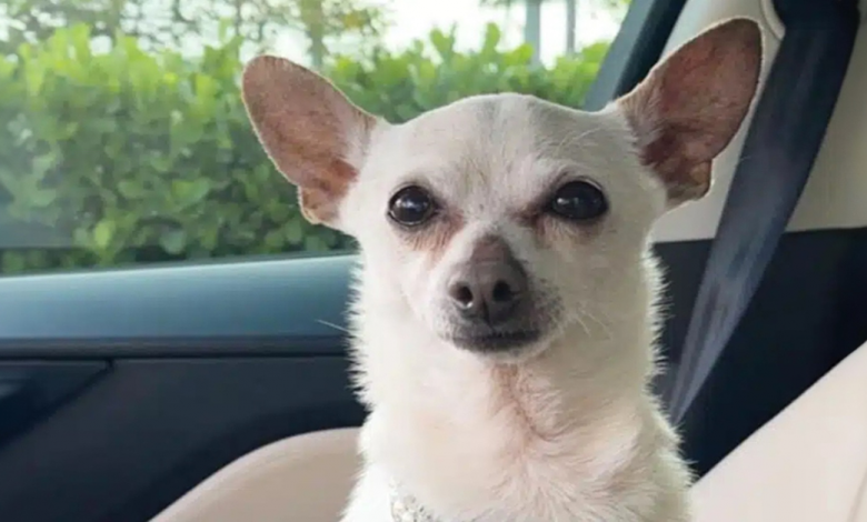 Chihuahua TobyKeith estabelece recorde mundial no Guinness como o cão vivo mais velho Chihuahua TobyKeith estabelece recorde mundial no Guinness como o cão vivo mais velho