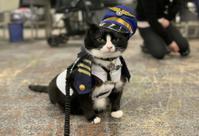 Conheça Duke Ellington – Um Gato de Terapia que Ajuda com Ansiedade no Aeroporto Internacional de São Francisco