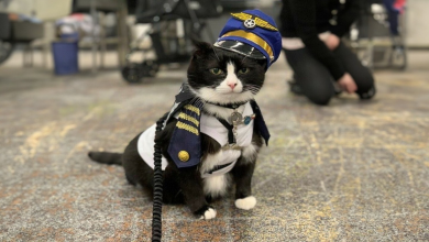 Conheça Duke Ellington – Um Gato de Terapia que Ajuda com Ansiedade no Aeroporto Internacional de São Francisco