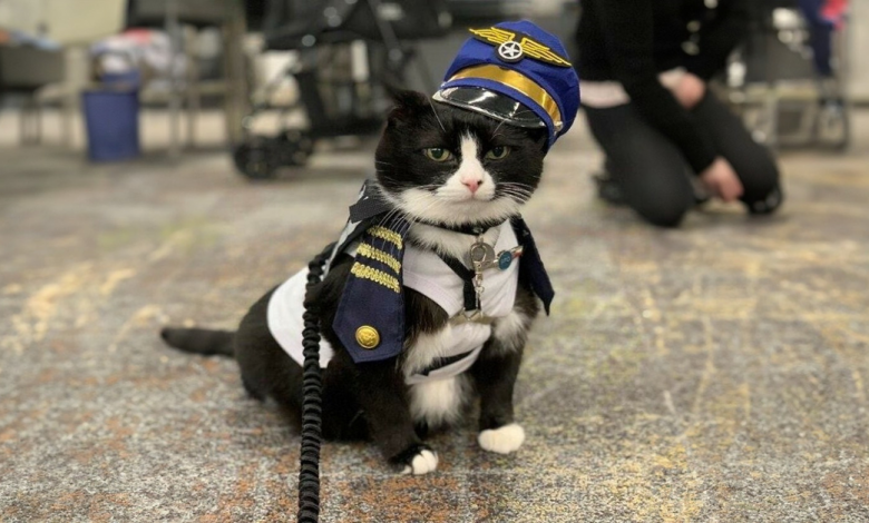 Conheça Duke Ellington – Um Gato de Terapia que Ajuda com Ansiedade no Aeroporto Internacional de São Francisco Conheça Duke Ellington – Um Gato de Terapia que Ajuda com Ansiedade no Aeroporto Internacional de São Francisco