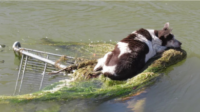 Cachorra idosa encontrada encalhada em canal com quase “nenhuma chance de sobrevivência” se recupera e vive a “melhor vida