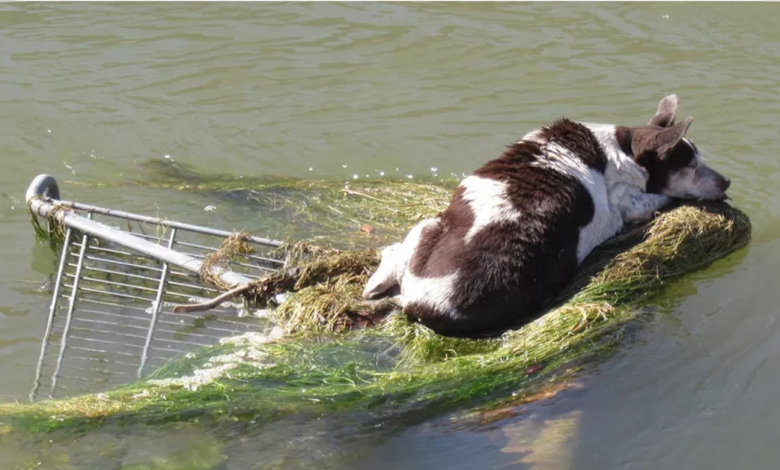 Cachorra idosa encontrada encalhada em canal com quase “nenhuma chance de sobrevivência” se recupera e vive a “melhor vida Cachorra idosa encontrada encalhada em canal com quase “nenhuma chance de sobrevivência” se recupera e vive a “melhor vida