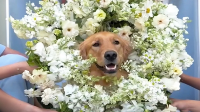 Cães fazem papel de Dama de Honra e Portador de Alianças no casamento dos donos e encantam todos os convidados
