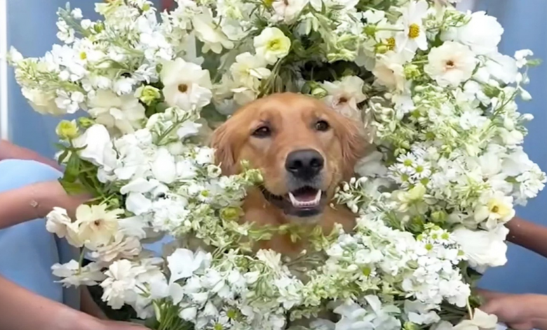 Cães fazem papel de Dama de Honra e Portador de Alianças no casamento dos donos e encantam todos os convidados Cães fazem papel de Dama de Honra e Portador de Alianças no casamento dos donos e encantam todos os convidados