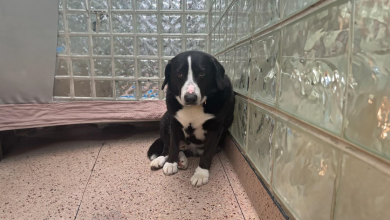 Família Retorna ‘Cachorro de Coração Partido’ ao Abrigo Após 8 Anos, Mas uma Nova História de Amor Surge