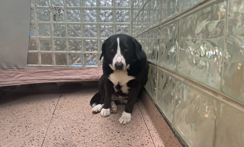Família Retorna ‘Cachorro de Coração Partido’ ao Abrigo Após 8 Anos, Mas uma Nova História de Amor Surge Família Retorna ‘Cachorro de Coração Partido’ ao Abrigo Após 8 Anos, Mas uma Nova História de Amor Surge