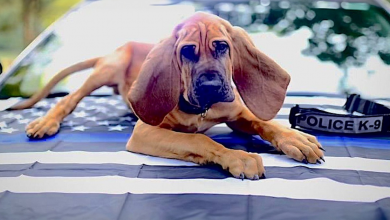 Bloodhound de 18 Meses Ganha Prêmio de Cão Herói 2024 por Salvar Vidas e Resolver Crimes