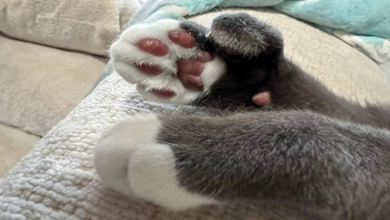 Mamãe de Gato Nota a Imagem Mais Engraçada Escondida na Pelagem de Seu Gato