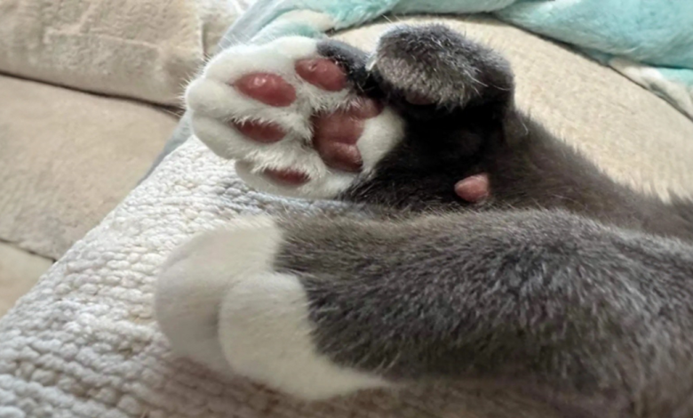 Mamãe de Gato Nota a Imagem Mais Engraçada Escondida na Pelagem de Seu Gato Mamãe de Gato Nota a Imagem Mais Engraçada Escondida na Pelagem de Seu Gato