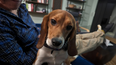 Conheça Dora, a beagle que foi resgatada de um laboratório e recebeu uma nova chance na vida