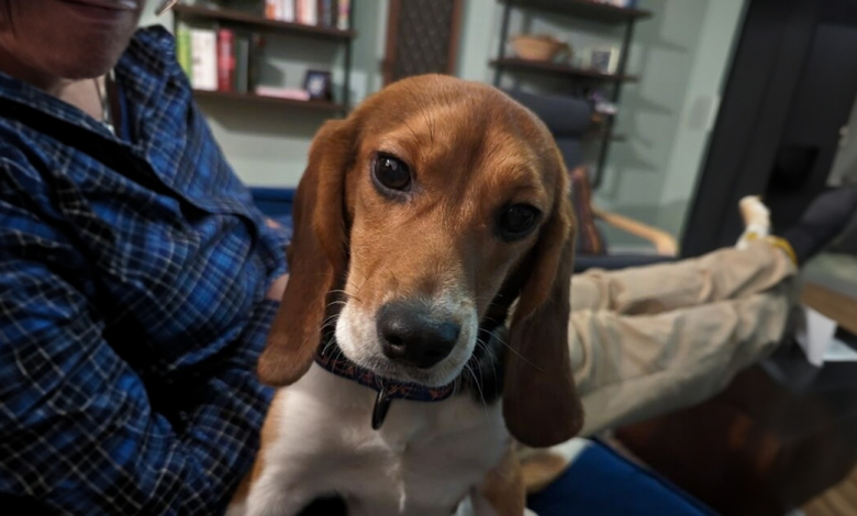 Conheça Dora, a beagle que foi resgatada de um laboratório e recebeu uma nova chance na vida Conheça Dora, a beagle que foi resgatada de um laboratório e recebeu uma nova chance na vida
