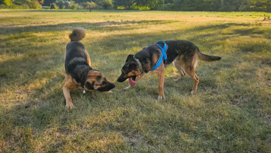 Família Foi Adotar Um Cachorro, Descobre que Ele Tem Um Melhor Amigo e Decide Adotar os Dois