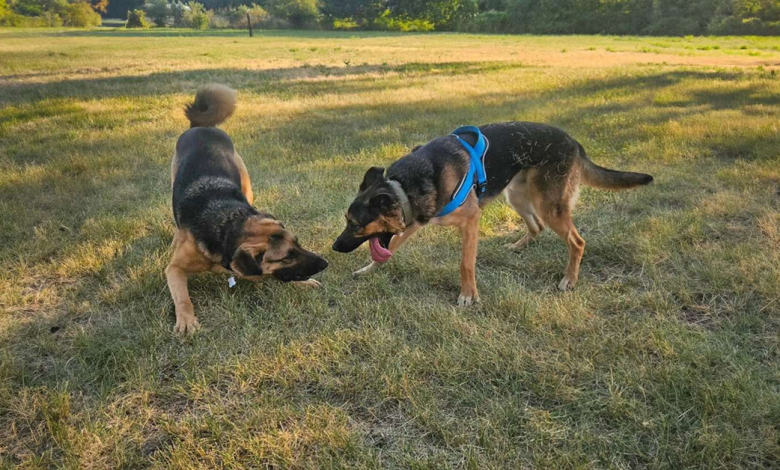 Família Foi Adotar Um Cachorro, Descobre que Ele Tem Um Melhor Amigo e Decide Adotar os Dois Família Foi Adotar Um Cachorro, Descobre que Ele Tem Um Melhor Amigo e Decide Adotar os Dois