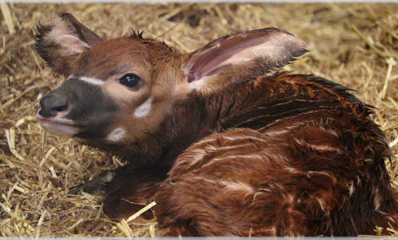 Reino Unido Celebra o Nascimento de um Antílope Bongo – Restam Menos de 100 no Mundo Reino Unido Celebra o Nascimento de um Antílope Bongo – Restam Menos de 100 no Mundo