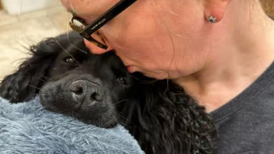 Cão desaparecido encontrado na traseira de uma ambulância a 80 km de casa