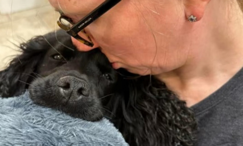 Cão desaparecido encontrado na traseira de uma ambulância a 80 km de casa Cão desaparecido encontrado na traseira de uma ambulância a 80 km de casa