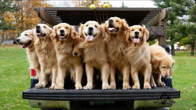 “As pessoas choram de felicidade”: Visitantes lotam para vivenciar a “Hora do Golden Retriever”