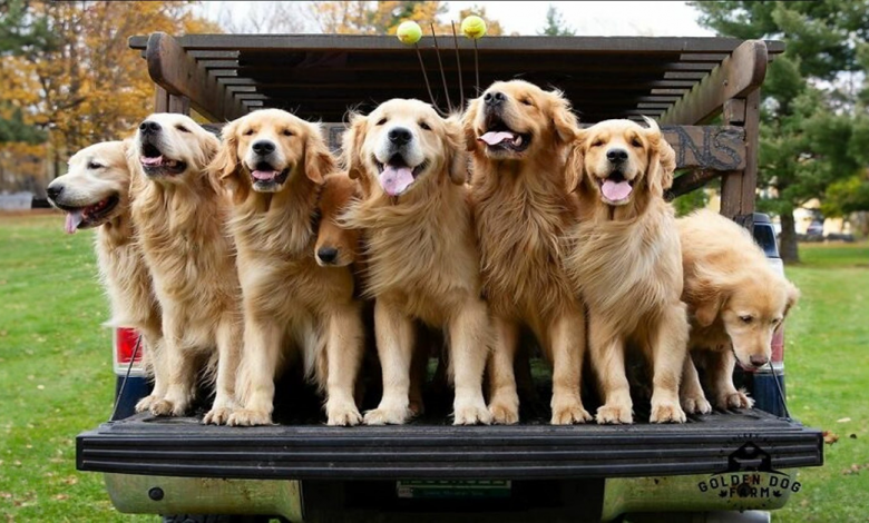 “As pessoas choram de felicidade”: Visitantes lotam para vivenciar a “Hora do Golden Retriever” “As pessoas choram de felicidade”: Visitantes lotam para vivenciar a “Hora do Golden Retriever”
