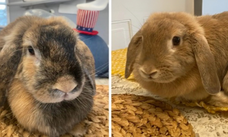 Irmãs chegam a um Airbnb e encontram dois coelhos abandonados escondidos no jardim Irmãs chegam a um Airbnb e encontram dois coelhos abandonados escondidos no jardim