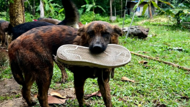 Cachorro de rua leva presentes para o homem que lhe mostrou bondade todos os dias