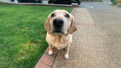 Carteiro encontra uma maneira engraçada de cumprimentar seu cachorro favorito todas as manhãs em sua rota
