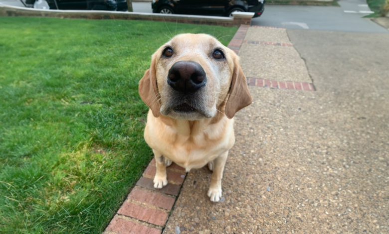 Carteiro encontra uma maneira engraçada de cumprimentar seu cachorro favorito todas as manhãs em sua rota Carteiro encontra uma maneira engraçada de cumprimentar seu cachorro favorito todas as manhãs em sua rota