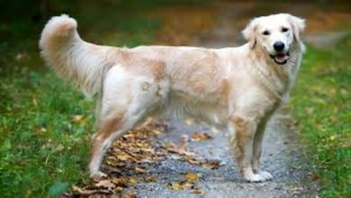 Golden Retriever Verifica o Calendário Todos os Dias Após Conseguir o Sonho de um ‘Encontro’