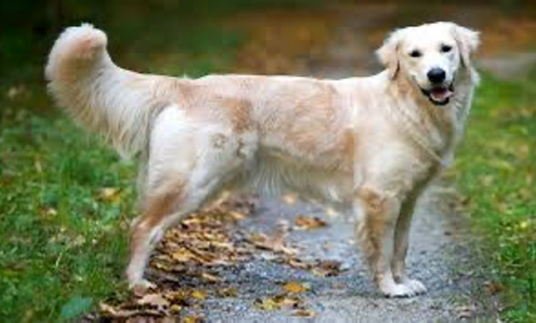 Golden Retriever Verifica o Calendário Todos os Dias Após Conseguir o Sonho de um ‘Encontro’ Golden Retriever Verifica o Calendário Todos os Dias Após Conseguir o Sonho de um ‘Encontro’