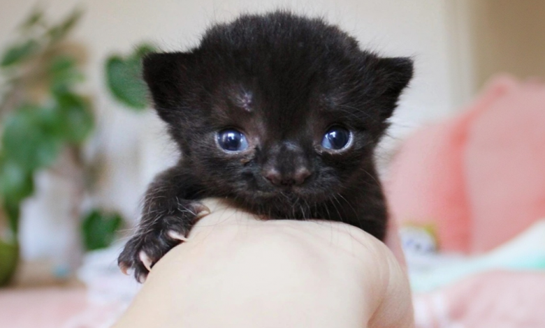 Conheça Aela, uma Gatinha Especial Que Foi Abandonada Pela Mãe, Mas Que Nos Encantou Desde o Primeiro Olhar Conheça Aela, uma Gatinha Especial Que Foi Abandonada Pela Mãe, Mas Que Nos Encantou Desde o Primeiro Olhar