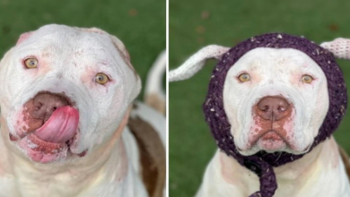 Um cachorro que perdeu as orelhas ganha novas de tricô e finalmente é adotado