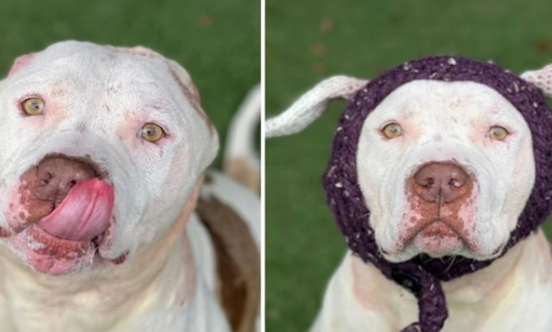 Um cachorro que perdeu as orelhas ganha novas de tricô e finalmente é adotado Um cachorro que perdeu as orelhas ganha novas de tricô e finalmente é adotado