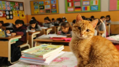 Gato Entra na Classe de Terceiro Ano — E Decide Que Nunca Vai Embora