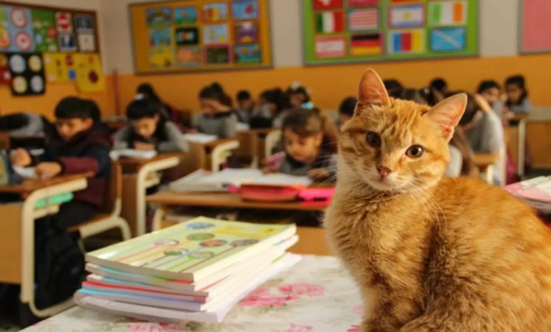Gato Entra na Classe de Terceiro Ano — E Decide Que Nunca Vai Embora Gato Entra na Classe de Terceiro Ano — E Decide Que Nunca Vai Embora