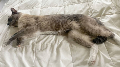 Gato Perdido em Yellowstone Viaja 800 Milhas Até a Cidade Onde Sua Dona Ainda Tinha Esperança 60 Dias Depois