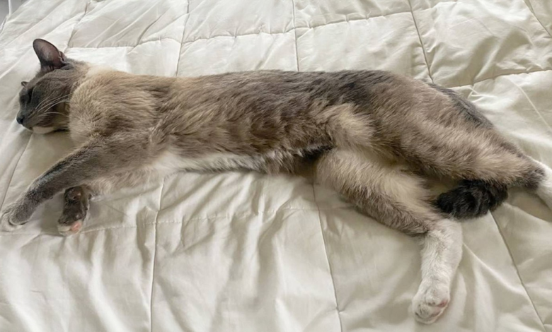 Gato Perdido em Yellowstone Viaja 800 Milhas Até a Cidade Onde Sua Dona Ainda Tinha Esperança 60 Dias Depois Gato Perdido em Yellowstone Viaja 800 Milhas Até a Cidade Onde Sua Dona Ainda Tinha Esperança 60 Dias Depois