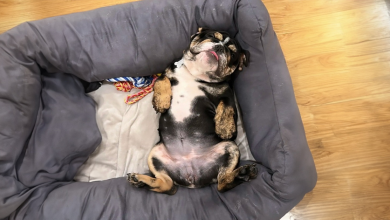 Câmera para Animais Flagra o Cachorro Mais Preguiçoso do Mundo Pregando Uma Peça no Passeador de Cães