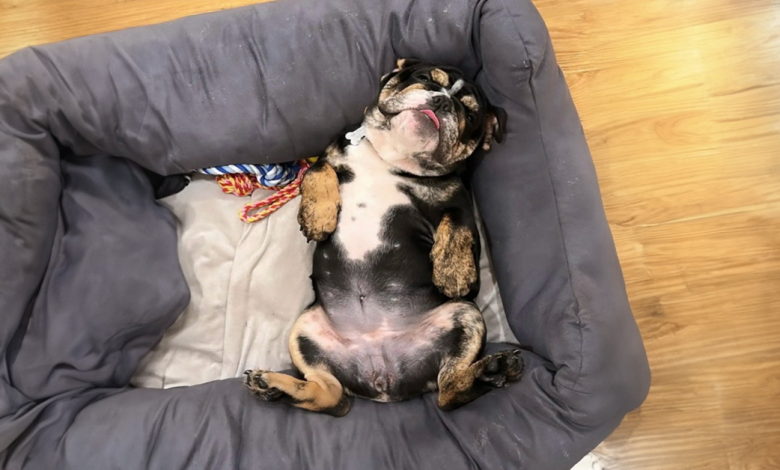 Câmera para Animais Flagra o Cachorro Mais Preguiçoso do Mundo Pregando Uma Peça no Passeador de Cães Câmera para Animais Flagra o Cachorro Mais Preguiçoso do Mundo Pregando Uma Peça no Passeador de Cães