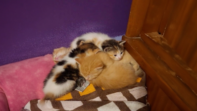 O emocionante momento em que uma gata adota um rato como parte de sua ninhada