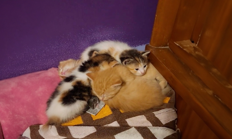O emocionante momento em que uma gata adota um rato como parte de sua ninhada O emocionante momento em que uma gata adota um rato como parte de sua ninhada