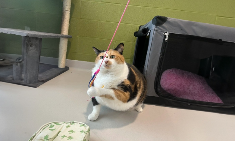 Gato de 12 kg em abrigo não faz ideia do quanto é grande Gato de 12 kg em abrigo não faz ideia do quanto é grande