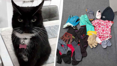Cidade Fica Sem Roupas Enquanto um Gato Ladrão de Quatro Patas Rouba dos Vizinhos e Leva os Botins para Casa